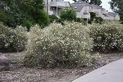 Apache Plume (Fallugia paradoxa) at Lakeshore Garden Centres