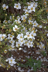 Apache Plume (Fallugia paradoxa) at Lakeshore Garden Centres