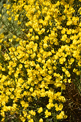 Spanish Broom (Cytisus purgans) at Lakeshore Garden Centres