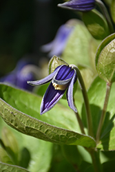 Mongolian Bells Clematis (Clematis integrifolia 'PsHarlan') at Lakeshore Garden Centres