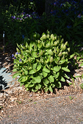 Mongolian Bells Clematis (Clematis integrifolia 'PsHarlan') at Lakeshore Garden Centres