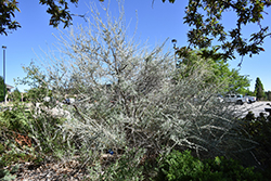 Argentea Alternate Leaf Butterfly Bush (Buddleia alternifolia 'Argentea') at Lakeshore Garden Centres