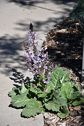 Silver Sage (Salvia argentea) at Lakeshore Garden Centres