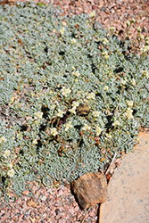Small-Leaf Pussytoes (Antennaria parvifolia) at Lakeshore Garden Centres