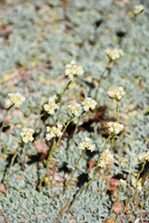 Small-Leaf Pussytoes (Antennaria parvifolia) at Lakeshore Garden Centres