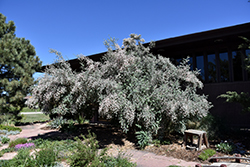 Blue Velvet Honeysuckle (Lonicera korolkowii 'Floribunda') at Lakeshore Garden Centres