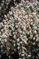 Blue Velvet Honeysuckle (Lonicera korolkowii 'Floribunda') at Lakeshore Garden Centres