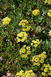 Kannah Creek Sulphur Flower Buckwheat (Eriogonum umbellatum 'Psdowns') at Lakeshore Garden Centres