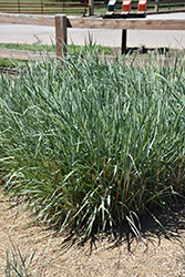 Great Basin Wildrye (Leymus cinereus) at Lakeshore Garden Centres