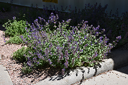 Little Trudy Catmint (Nepeta 'Psfike') at Golden Acre Home & Garden