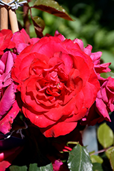 Crimson Sky Rose (Rosa 'Meigrappo') at Lakeshore Garden Centres