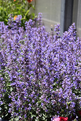 Cat's Meow Catmint (Nepeta x faassenii 'Cat's Meow') at Peter Knippel Garden Centre