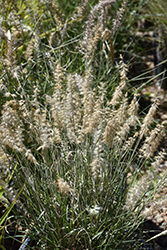 Karley Rose Oriental Fountain Grass (Pennisetum orientale 'Karley Rose') at Lakeshore Garden Centres