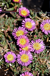 Delmara Pink Halo Ice Plant (Delosperma 'Delmara Pink Halo') at Lakeshore Garden Centres