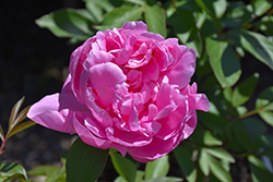 Dr. Alexander Fleming Peony (Paeonia 'Dr. Alexander Fleming') at Golden Acre Home & Garden