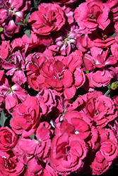 Constant Beauty Garnet Pinks (Dianthus 'Constant Beauty Garnet') at Lakeshore Garden Centres