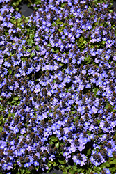 Turkish Speedwell (Veronica liwanensis) at Peter Knippel Garden Centre