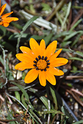Tanager Gazania (Gazania krebsiana 'Tanager') at Lakeshore Garden Centres