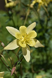 Denver Gold Columbine (Aquilegia chrysantha 'Denver Gold') at Lakeshore Garden Centres