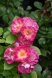 Cupid's Kisses Rose (Rosa 'Cupid's Kisses') at Lakeshore Garden Centres