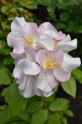 Sally Holmes Rose (Rosa 'Sally Holmes') at Lakeshore Garden Centres