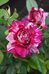 Purple Tiger Rose (Rosa 'JACpurr') at Lakeshore Garden Centres