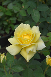 Mellow Yellow Rose (Rosa 'Mellow Yellow') at Lakeshore Garden Centres