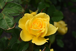 Henry Fonda Rose (Rosa 'Henry Fonda') at Lakeshore Garden Centres