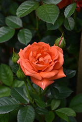 All a'Twitter Rose (Rosa 'WEKcofbunk') at Lakeshore Garden Centres