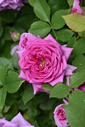 Life's Little Pleasures Rose (Rosa 'WEKswenchev') at Lakeshore Garden Centres