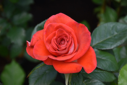 Smokin' Hot Rose (Rosa 'WEKmopaga') at Lakeshore Garden Centres