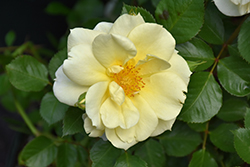 Sky's The Limit Rose (Rosa 'WEKprimsoul') at Lakeshore Garden Centres