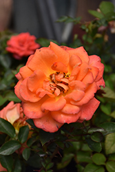 Sunblaze Amber Rose (Rosa 'Meiludoca') at Lakeshore Garden Centres