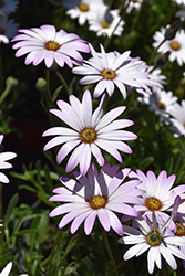 Lavender Mist Sun Daisy (Osteospermum 'P006S') at Lakeshore Garden Centres