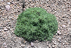 Carpeting Pincushion Flower (Pterocephalus depressus) at Lakeshore Garden Centres