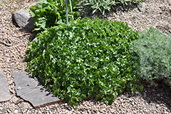 Sandia Coral Bells (Heuchera pulchella) at Lakeshore Garden Centres