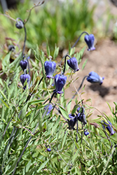 Scott's Sugarbowls Clematis (Clematis hirsutissima var. scottii) at Lakeshore Garden Centres