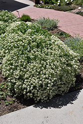 Sea Kale (Crambe maritima) at Lakeshore Garden Centres