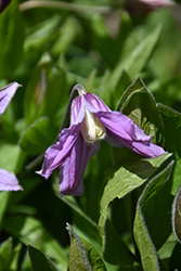 Mongolian Bells Clematis (Clematis integrifolia 'PsHarlan') at Lakeshore Garden Centres