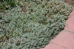 Turquoise Tails Blue Sedum (Sedum sediforme 'Turquoise Tails') at Lakeshore Garden Centres