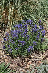 Dragonhead (Dracocephalum ruyschiana) at Lakeshore Garden Centres