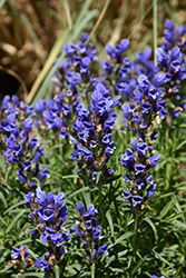Dragonhead (Dracocephalum ruyschiana) at Lakeshore Garden Centres