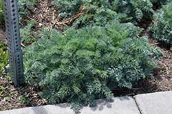 Moon Carrot (Seseli gummiferum) at Lakeshore Garden Centres