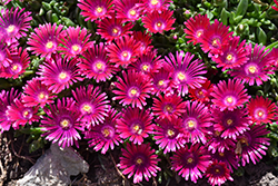 Granita Raspberry Ice Plant (Delosperma 'PJS01S') at Lakeshore Garden Centres