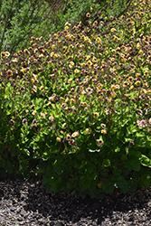 Tempo Yellow Avens (Geum 'Tempo Yellow') at Lakeshore Garden Centres