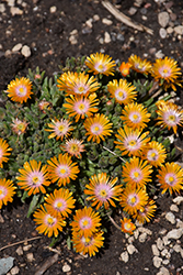 Orange Crush Ice Plant (Delosperma 'Orange Crush') at Lakeshore Garden Centres