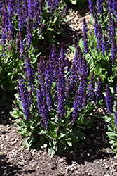 Midnight Purple Meadow Sage (Salvia nemorosa 'Midnight Purple') at Lakeshore Garden Centres