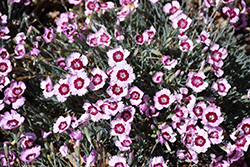 Mountain Frost Ruby Snow Pinks (Dianthus 'KonD1400K4') at Golden Acre Home & Garden