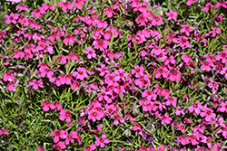 Spring Scarlet Moss Phlox (Phlox subulata 'Spring Scarlet') at Lakeshore Garden Centres