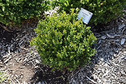 Little Missy Boxwood (Buxus microphylla 'Little Missy') at Lakeshore Garden Centres